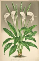 Spathiphyllum patinii